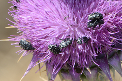 Oxythyrea