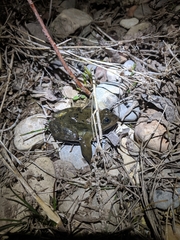 Rana luteiventris