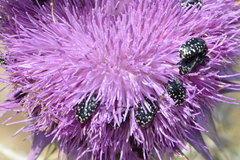 Oxythyrea