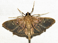 Microthyris prolongalis