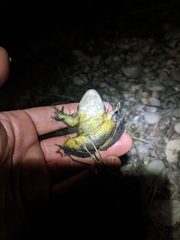 Rana luteiventris