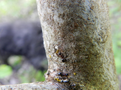 Four-Spotted Odorous Ant