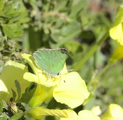 Callophrys viridis