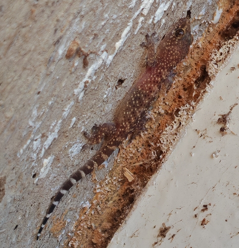 Mediterranean House Gecko