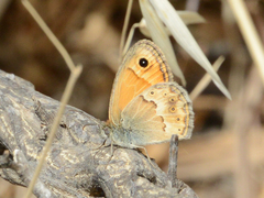 Coenonympha thyrsis