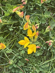 common bird's-foot trefoil common bird's-foot trefoil