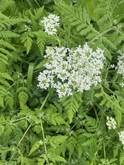 sweet cicely sweet cicely