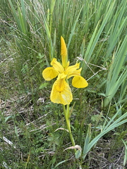 Yellow Iris Yellow Iris