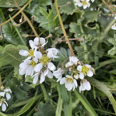 Scurvygrasses Scurvygrasses