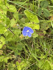 Germander Speedwell Germander Speedwell