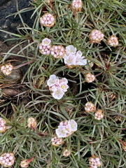 Sea Thrift Sea Thrift