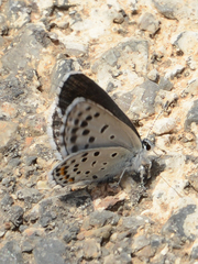 Pseudophilotes vicrama