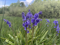 Bluebells Bluebells