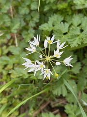 Ramsons Ramsons