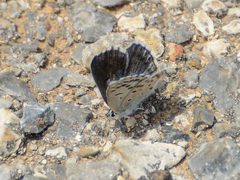 Pseudophilotes vicrama