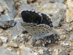 Pseudophilotes vicrama