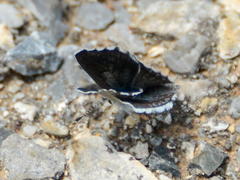 Pseudophilotes vicrama