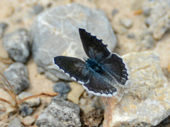 Pseudophilotes vicrama