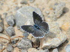 Pseudophilotes vicrama