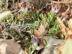 Teucrium microphyllum