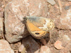 Coenonympha thyrsis