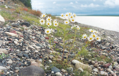 Tripleurospermum hookeri