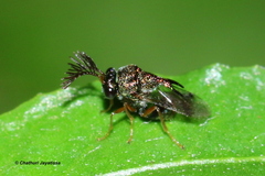 Schizaspidia convergens