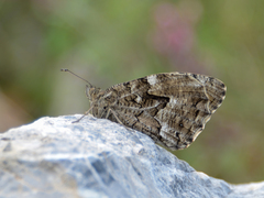 Hipparchia cretica