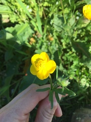 Ranunculus auricomus