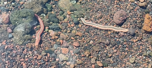 Bearded Fireworm