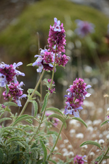 Salvia pomifera