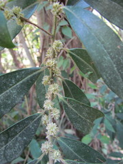 Myrsinoideae