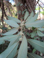 Myrsinoideae