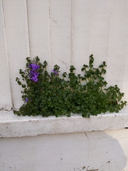 Campanula poscharskyana