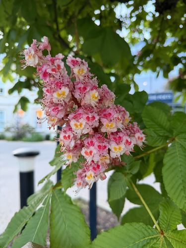 Aesculus indica, photograph 2