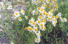 Tripleurospermum hookeri