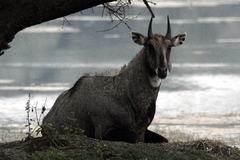 Boselaphus tragocamelus