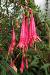 Fuchsia steyermarkii