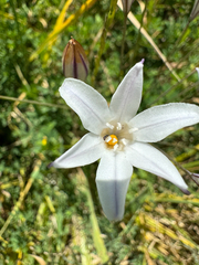 (c) wildflowerwatching, some rights reserved (CC BY) Triteleia peduncularis, photograph (c) wildflowerwatching, some rights reserved (CC BY)