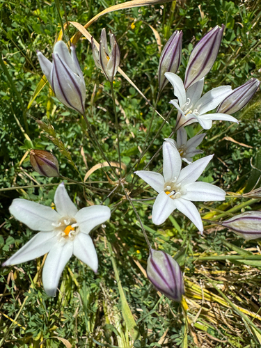 Triteleia peduncularis, photograph 4