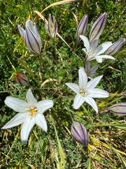 (c) wildflowerwatching, some rights reserved (CC BY) Triteleia peduncularis, photograph (c) wildflowerwatching, some rights reserved (CC BY)