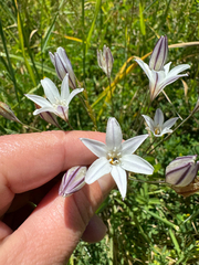 Triteleia peduncularis, photograph (c) wildflowerwatching, some rights reserved (CC BY)
