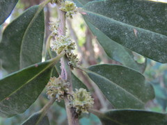 Myrsinoideae
