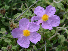 Cistus