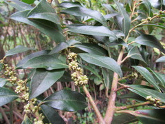 Myrsinoideae