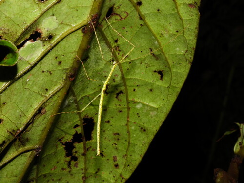 Necroscia adspersa