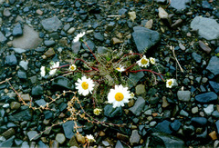 Tripleurospermum hookeri