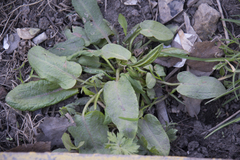 Rumex