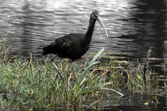 Plegadis falcinellus