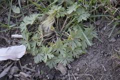 Geranium